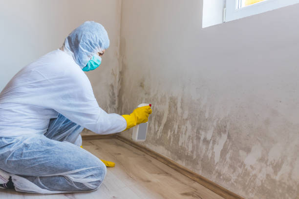 Professional mold removal team in Ridgefield
